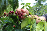 Honduran Las Tres Penas