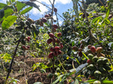 Kenyan Nyeri Gathaithi