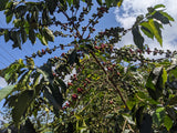 Kenyan Nyeri Gathaithi